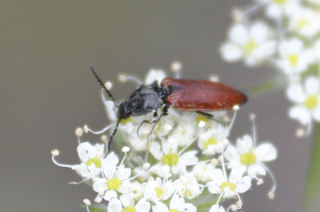 Anostirus zenii (Rosenhauer, 1856), Elateridae